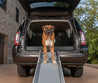 PetSafe- Happy Ride Compact Telescoping Dog Ramp