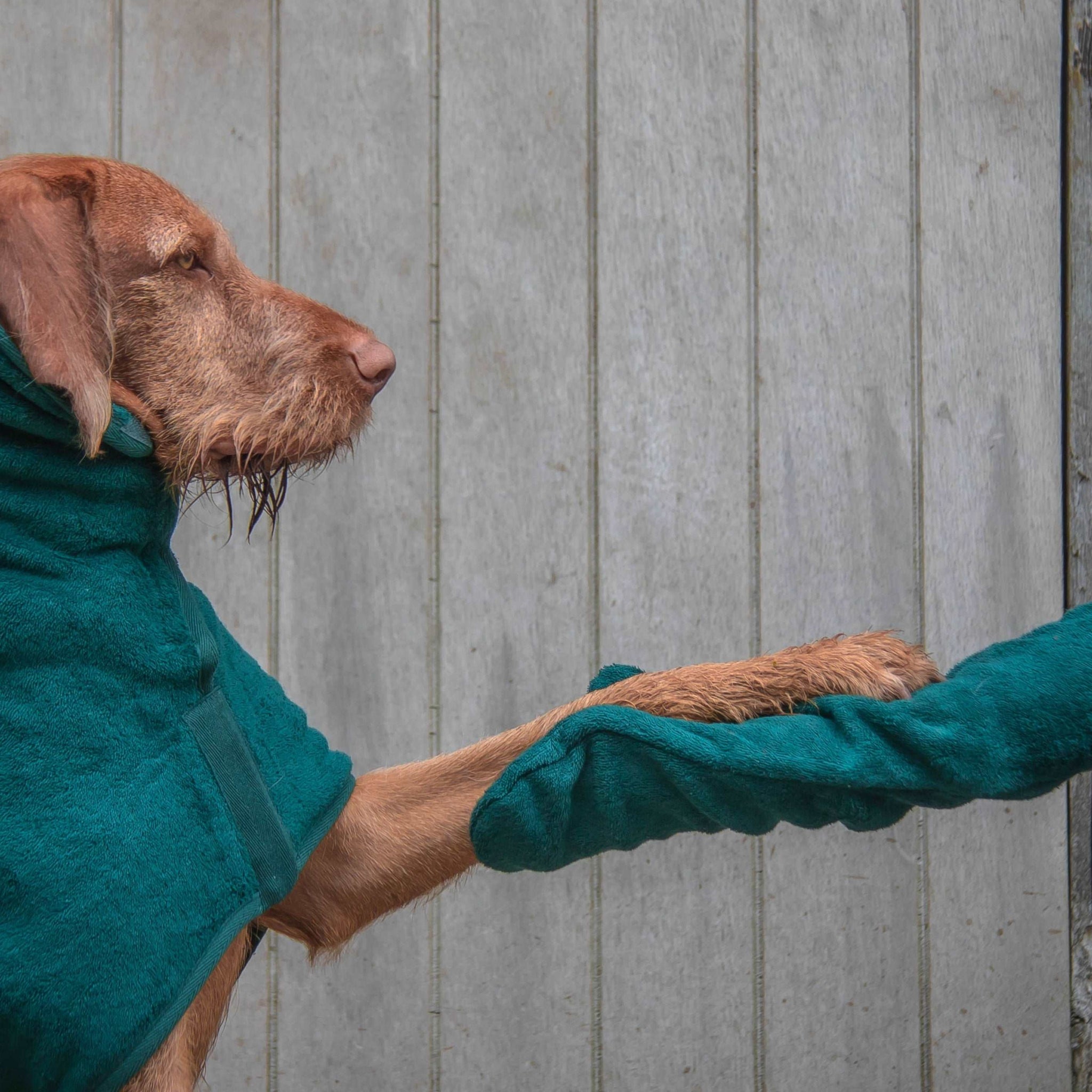 dog with person using the dog drying mitts by ruff and tumble