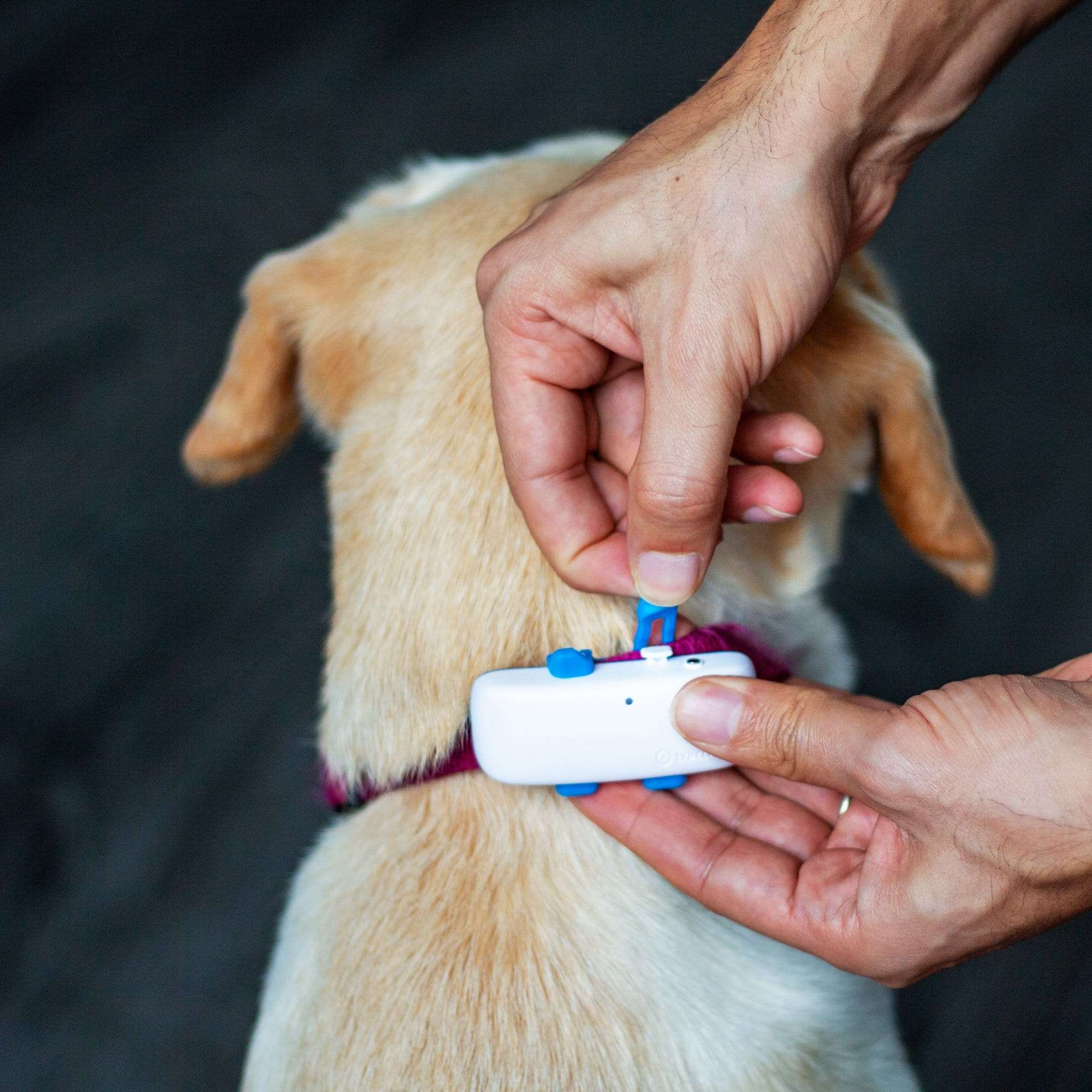 A Tractive GPS Tracker being fitted to a dog collar