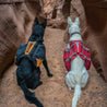 Rear and  top view of two dogs wearing their Baxter Dog Backpacks