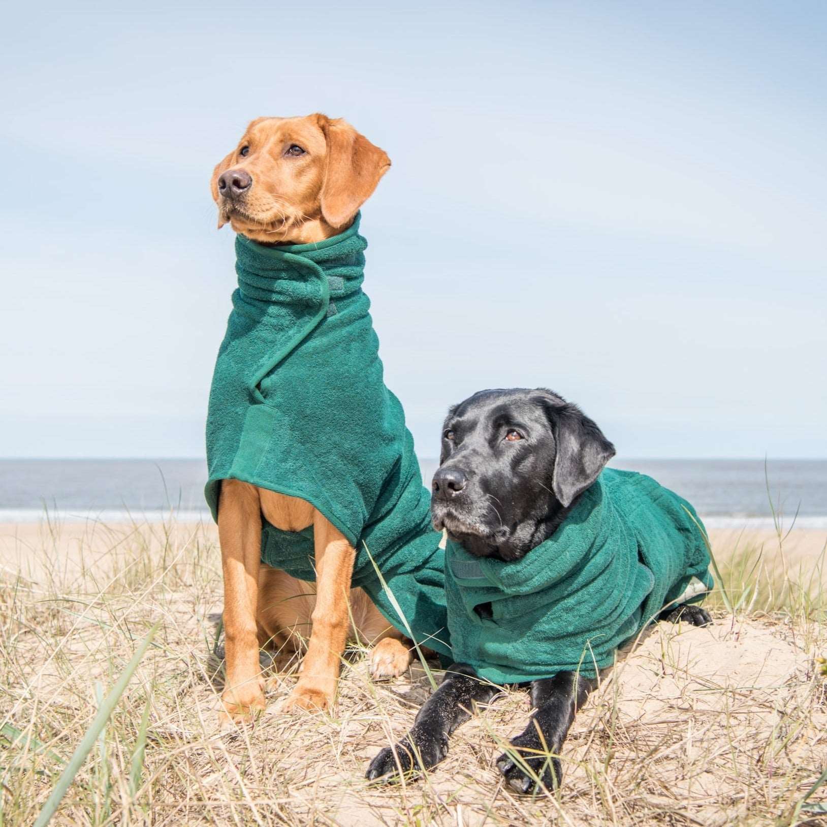 two Labrador dogs wearing ruff and tumblr towel drying coats on the beach