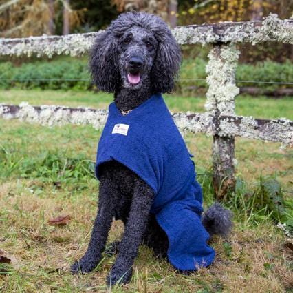 Three quater view of a dog wearing a blue Dogrobes dog drying coat  
