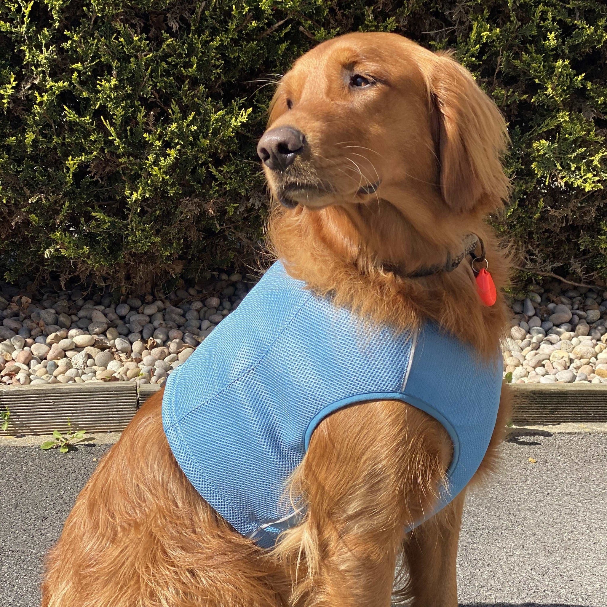 Side view of a Golden retriever wearing a blue Hurtta Motivation Cooling vest