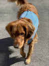Front and top view of a Golden retriever wearing a blue Hurtta Motivation Cooling vest. The zip can be seen clearly.