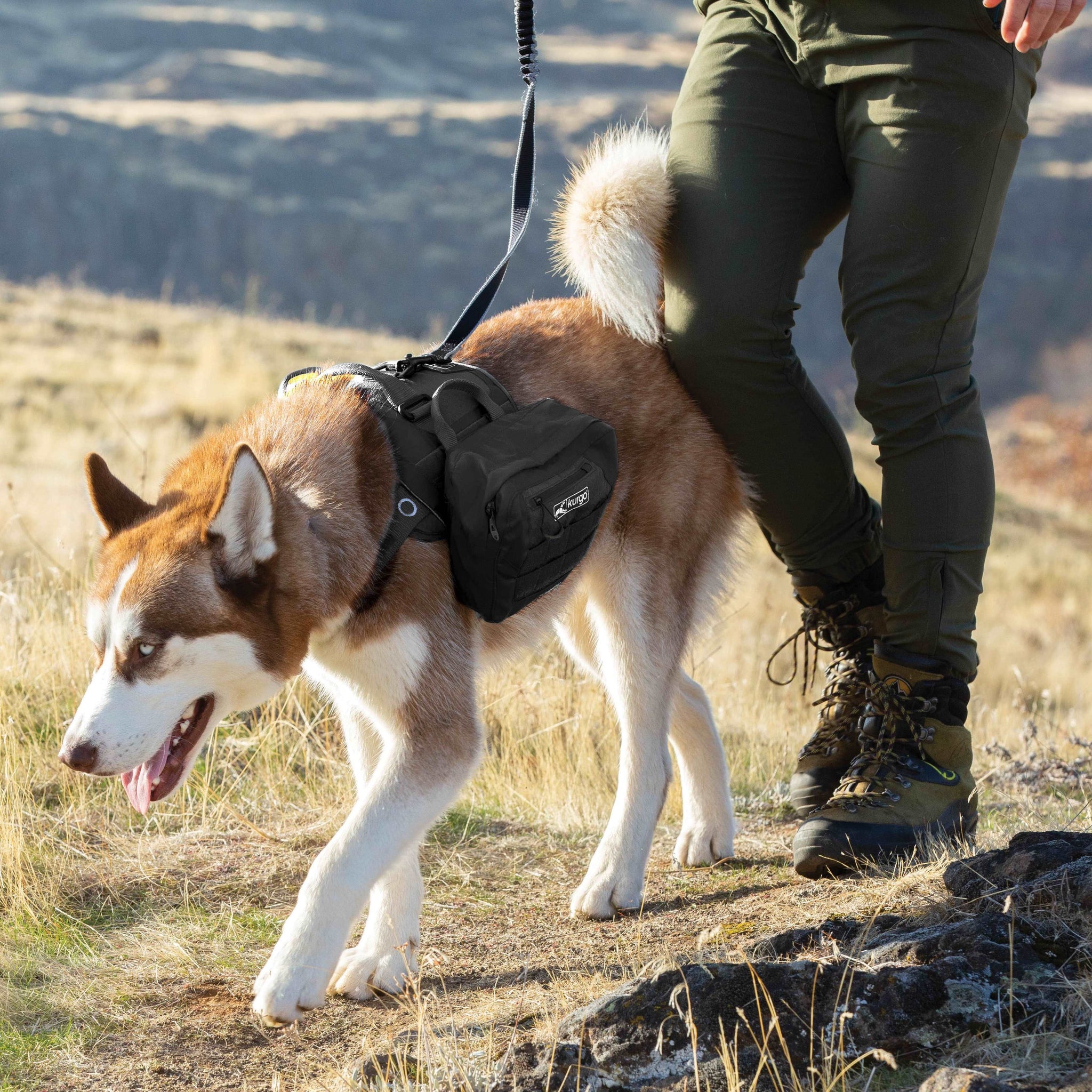 Man walking a dog wearing the RSG Townie Harness