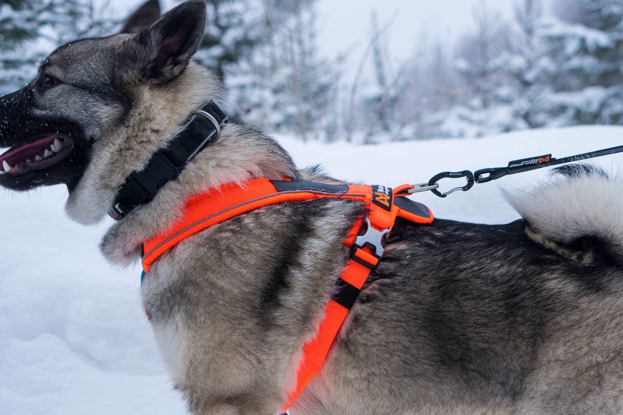 Dog wearing a high visibility bright orange Line Harness in the snow.