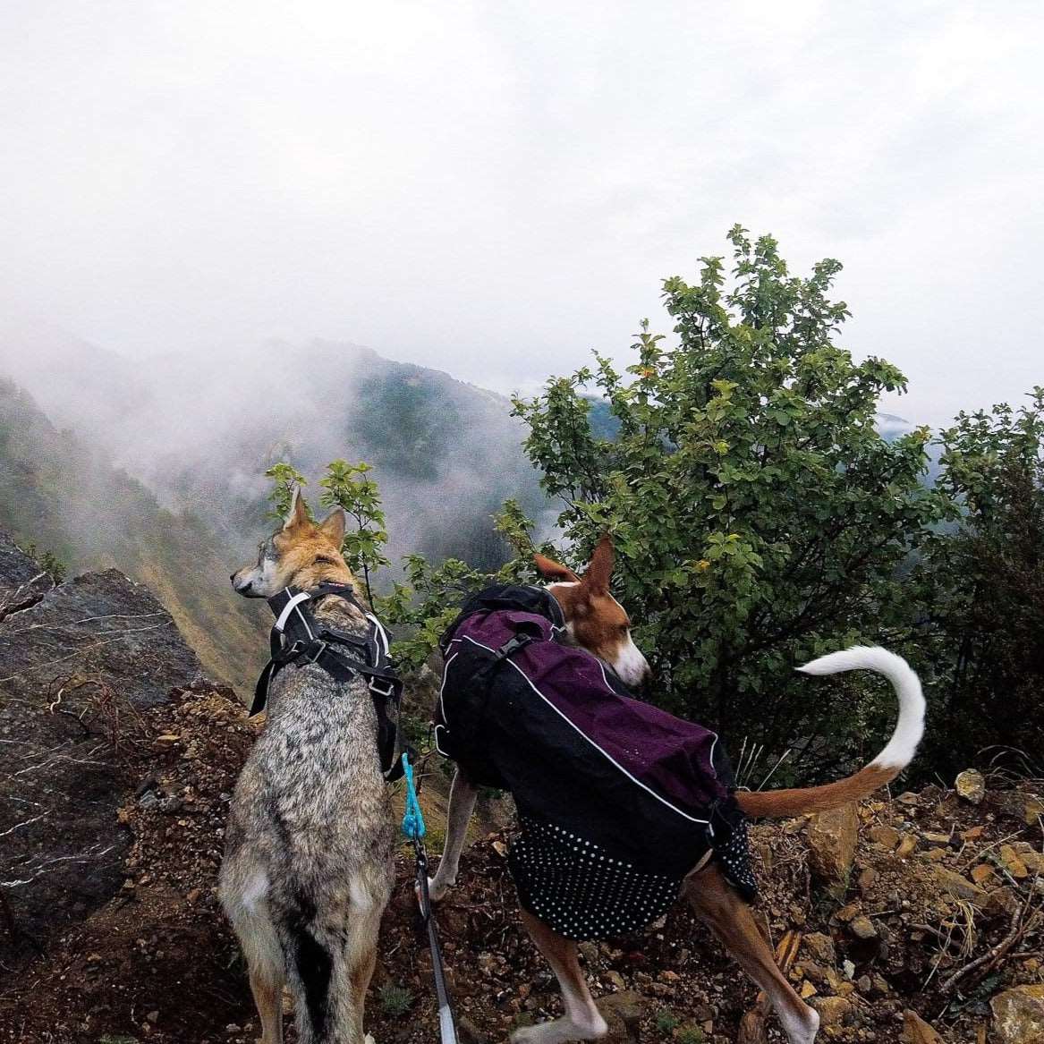 Two dogs in the hills with one wearing a purple Beta Pro Rain Jacket.