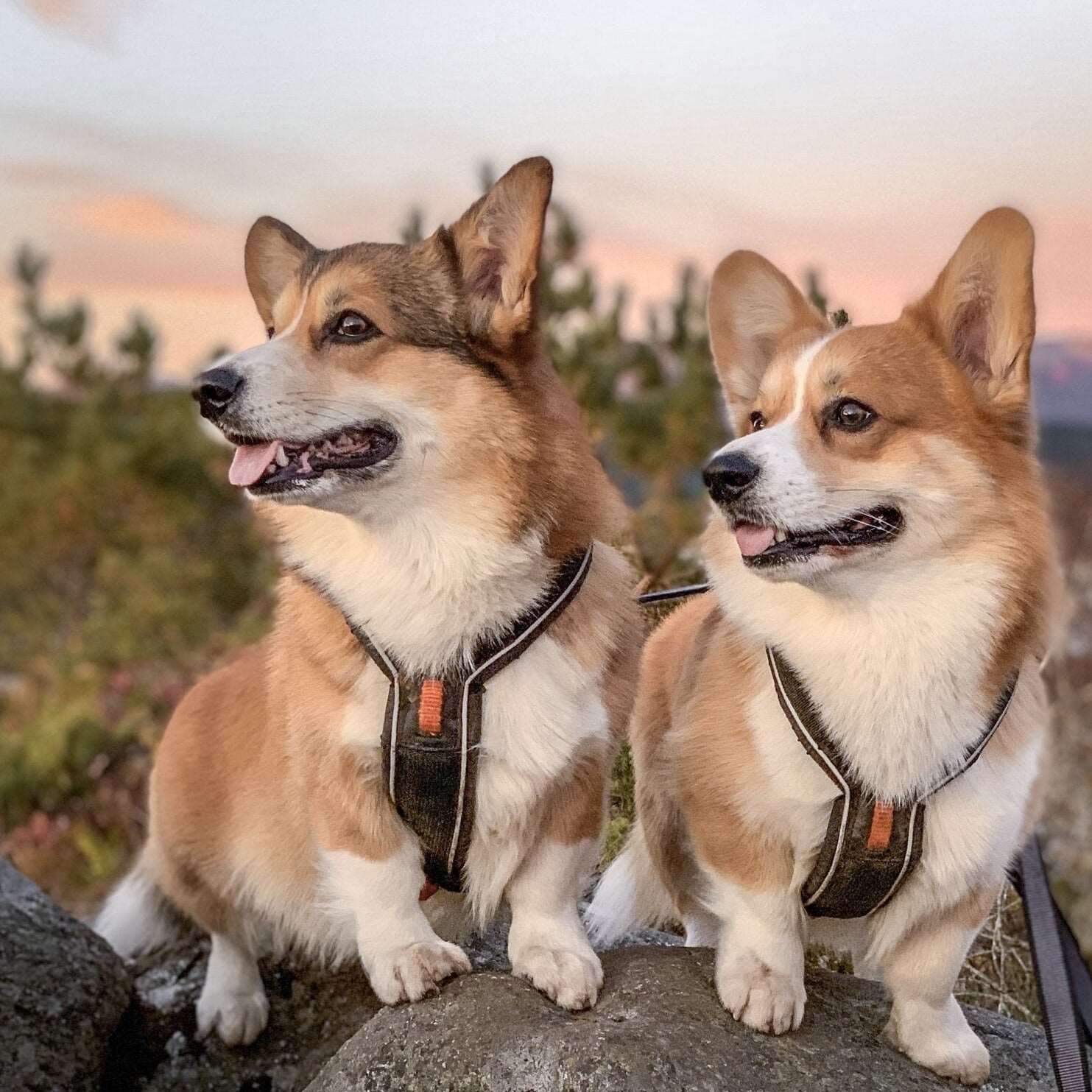 Two dogs both wearing the Non-stop Dogwear Line Harness .