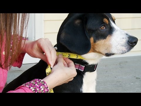 An important video with audio that shows how to measure your dog for a Kurgo Journey Air Harness 