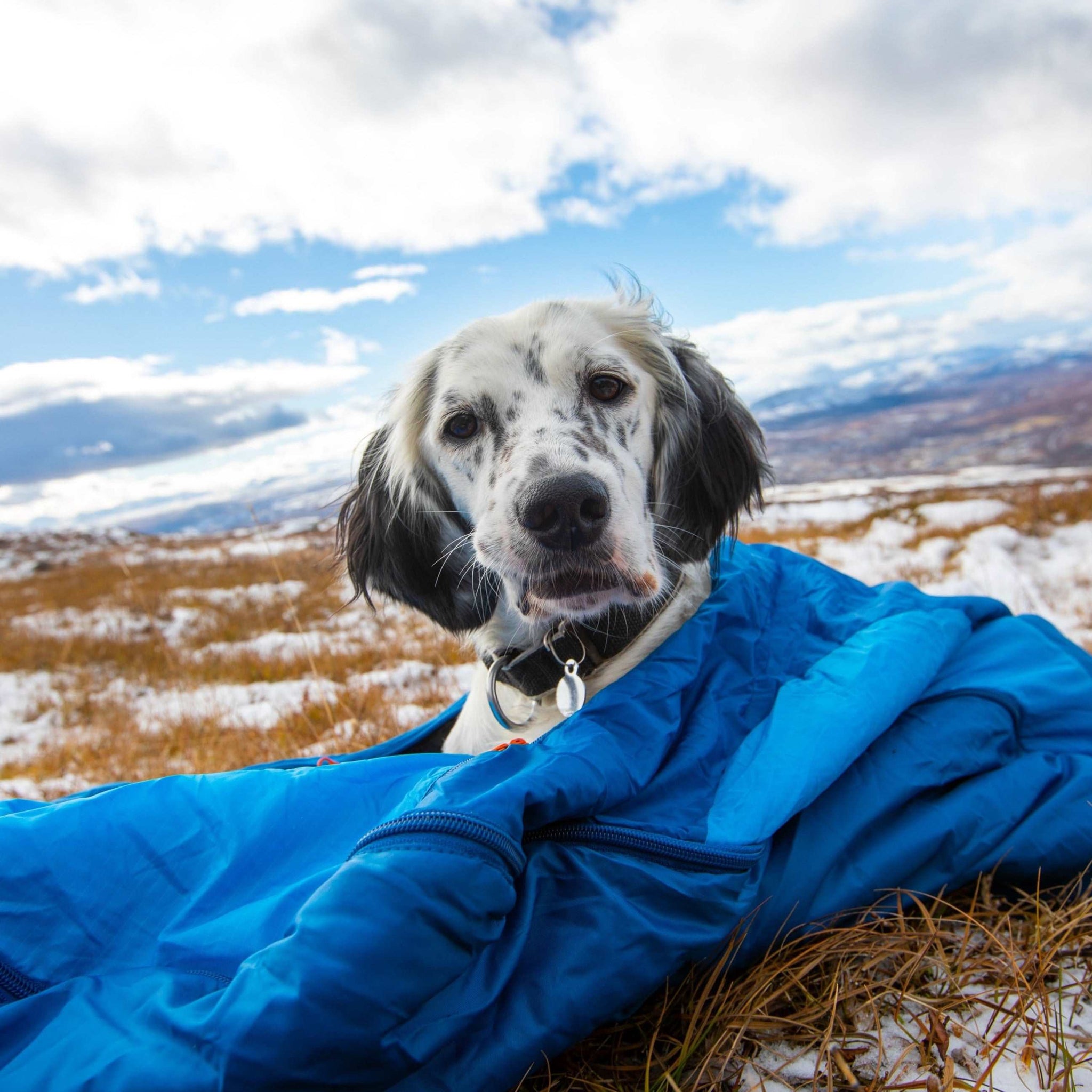 Black and white dog in blue sleeping bag on snowy hilltop