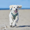 non-stop dogwear ramble harness in green worn by puppy labrador on beach